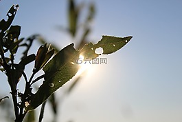 夏天,太阳,节假日