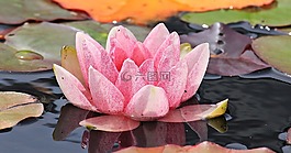 睡莲,独独黄,水生植物