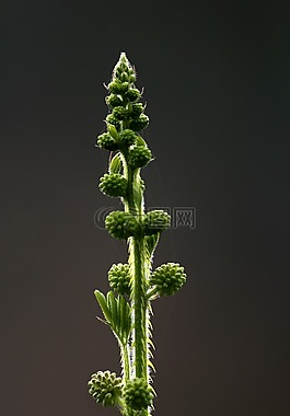 含羞草,敏感的植物,困厂