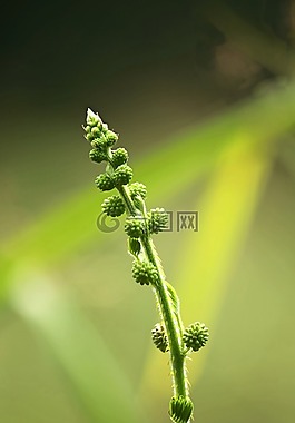 含羞草,敏感的植物,困厂