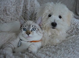 狗,猫,动物