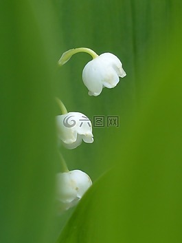 铃兰,开花,白