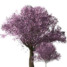 樱花树,樱花,树