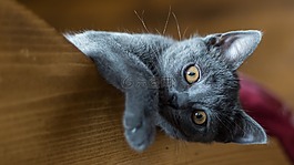 卡尔特,小猫,猫