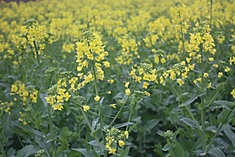 油菜花,微距,摄影