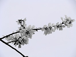 杏仁树,杏仁花,性质