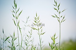 尖头，羊茅,甘草,耳