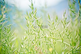 尖头，羊茅,甘草,耳