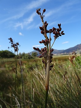 禾与蝴蝶结领带,科西嘉岛,古de la。