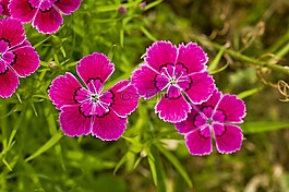 石竹花,野花,春天