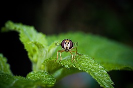 等,昆虫,bug