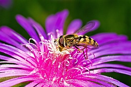 等,昆虫,bug