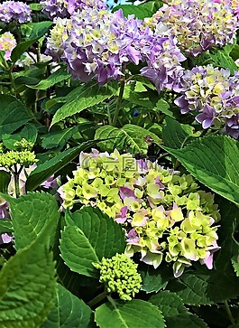 八仙花,观赏灌木,绣球