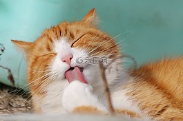 猫,甜,猫咪