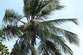 棕榈树,树,叶