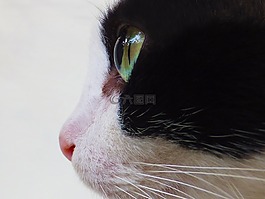 猫,猫的眼睛,猫脸