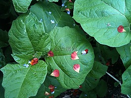 叶子,花瓣,红色的花瓣