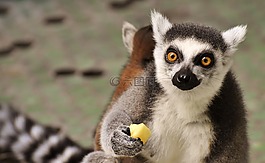 猴子,狐猴,可爱