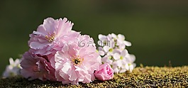 樱花,鲜花,日本樱花