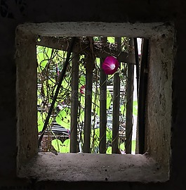 花,静物,绿植