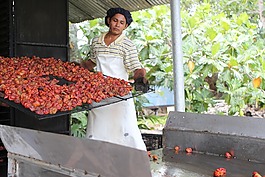 吸烟者,伯利兹,红色哈瓦那