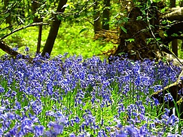 蝴蝶兰花,大西洋 hasenglöckchen,hyacinthoides 非 作为