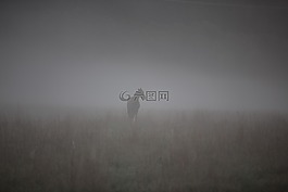 马,雾,床上