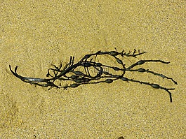 海草,膀胱海带,藻类