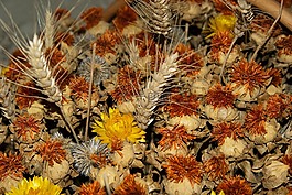 干花,峰值,小麦