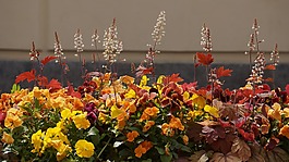 花卉种植,花,黄色
