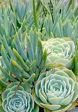 绿色的植物,植物,花园