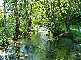 过独身生活,黑色的森林,树木