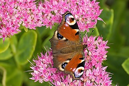 孔雀蝴蝶,aglais io,inachis io