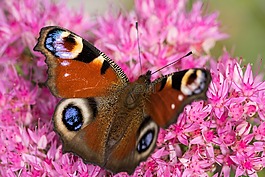 孔雀蝴蝶,aglais io,inachis io