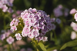 香石竹,花,厂
