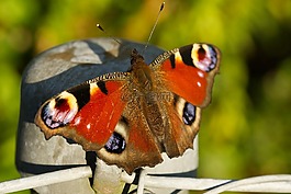 孔雀蝴蝶,aglais io,inachis io