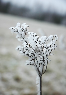 霜,花,törröttäjä