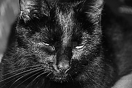 猫,猫科动物,动物
