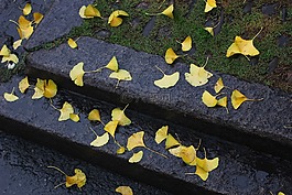 落叶,雨天,银杏