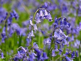 蝴蝶兰花,大西洋 hasenglöckchen,hyacinthoides 非 作为