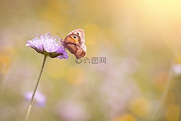 草地,夏天草地,花
