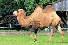 骆驼,paarhufer,动物