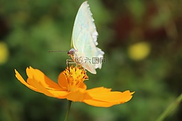 翠菊,蝴蝶,黄