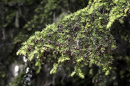 树,枝杈,嫩枝