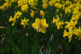 水仙 pseudonarcissus,喇叭水仙,花