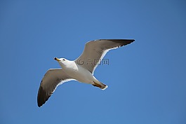海鸥,新增功能,飞行