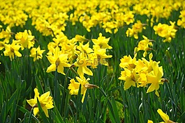 水仙 pseudonarcissus,喇叭水仙,花