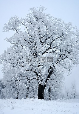 冬天,雪,冰晶体