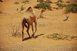 骆驼,阿联酋,迪拜