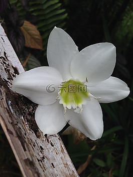 白百合亚马逊,亚马逊百合,花